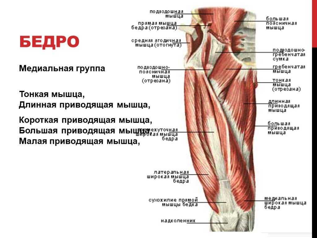 Приводящие латынь. Мышцы задней и передней поверхности бедра анатомия. Мышцы бедра анатомия передняя поверхность бедра. Мышцы бедра правого вид спереди. Анатомия мышц бедра человека передняя группа.