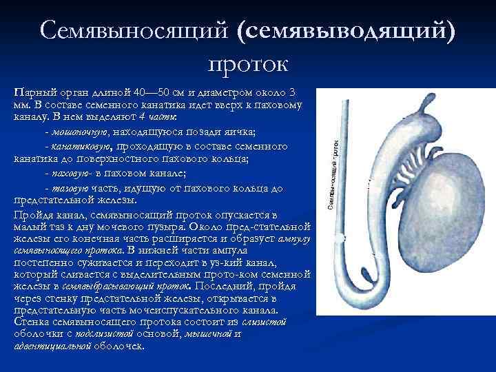 Узи мошонки (лекция на диагностере)
