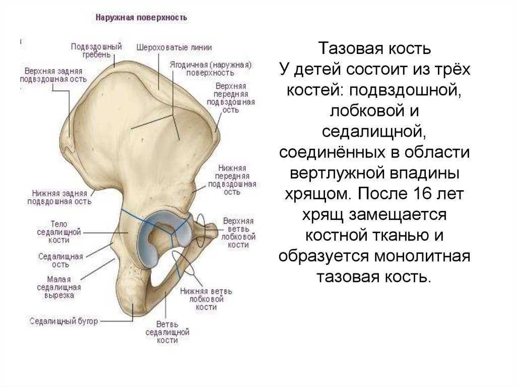 Подвздошной кости где находится. Таз анатомия седалищная кость. Лонная кость анатомия строение. Седалищная кость анатомия строение. Тазовая кость анатомия вертлужная впадина.