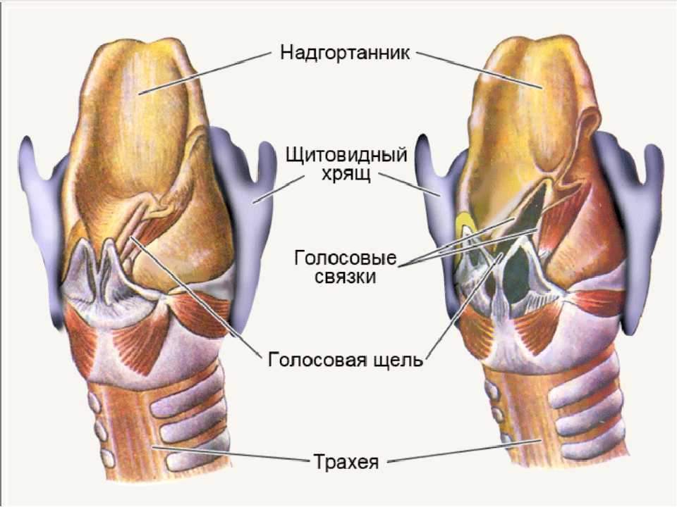 Строение гортани анатомия. строение горла, гортани и глотки человека, их анатомические особенности, функции, возможные заболевания и травмы