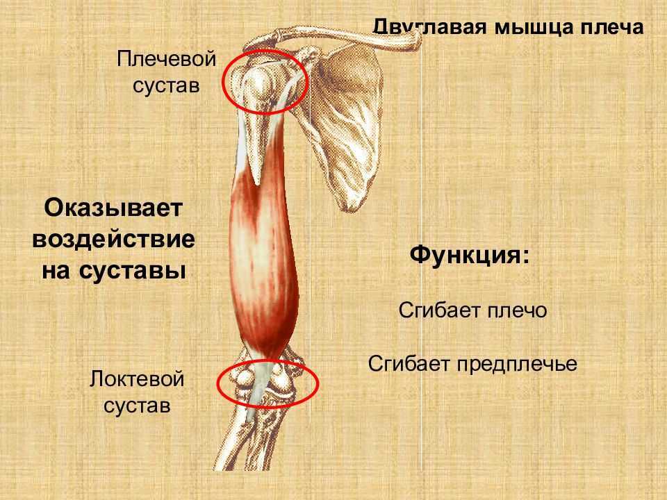 Двуглавая мышца плеча. Двуглавая мышца плеча анатомия крепление. Крепление короткая головка двуглавой мышцы плеча. Функции короткой головки двуглавой мышцы плеча. Бицепс плеча анатомия прикрепление.