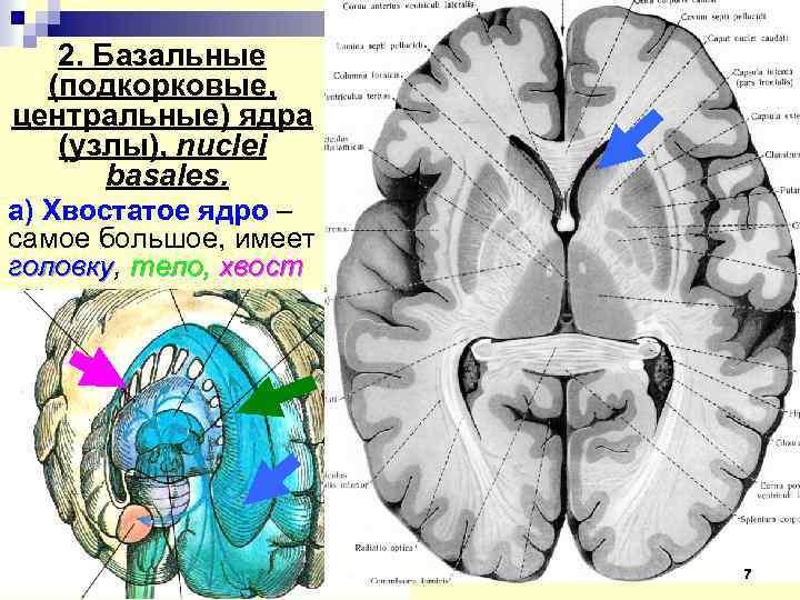 Ограда базальные ядра