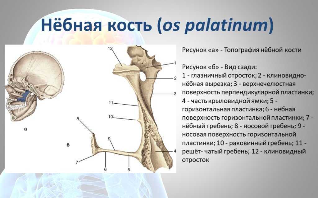 Небная кость. Небная кость (os Palatinum). Небная кость строение анатомия. Кости лицевого черепа небная. Небная кость в черепе строение.