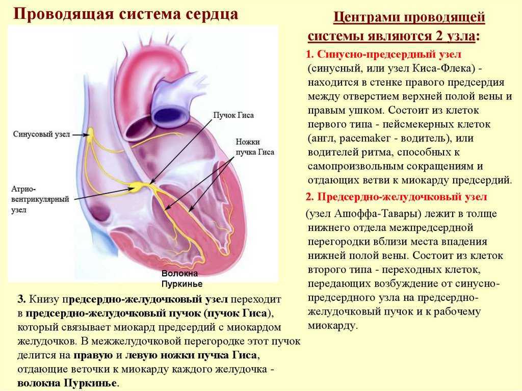 Пучок пуркинье. Проводящая система сердца синоатриальный узел. Синусно-предсердный узел проводящей системы сердца расположен. Проводящая система сердца узел киса Флека. Проводящая система сердца краткая характеристика.