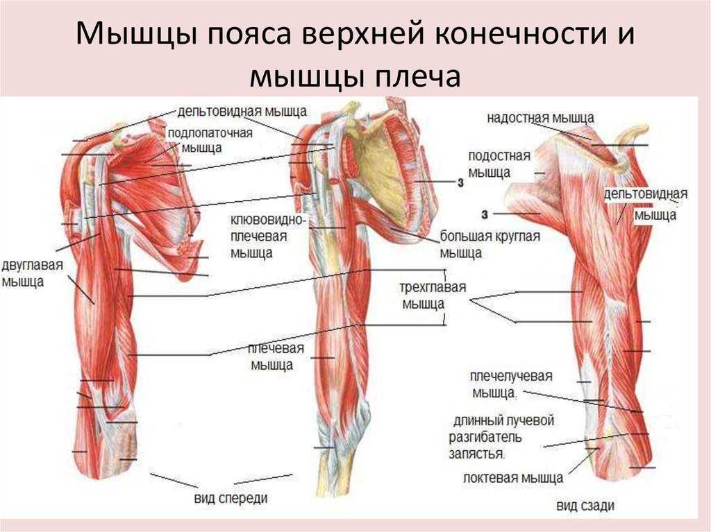 Мышцы верхней конечности анатомия строение. Мышцы свободной верхней конечности анатомия строение. Мышцы плечевого пояса и свободной верхней конечности. Мышцы абдукторы верхних конечностей. Внутренняя поверхность плеча