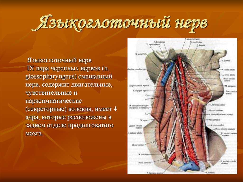 Сшивание нерва латынь. Языкоглоточный нерв ядра. Языкоглоточный нерв парасимпатические волокна. Блокада языкоглоточного нерва. Невралгия языкоглоточного нерва.