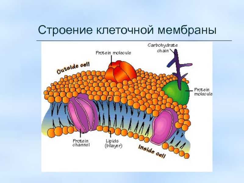 Мембрана клетки рисунок