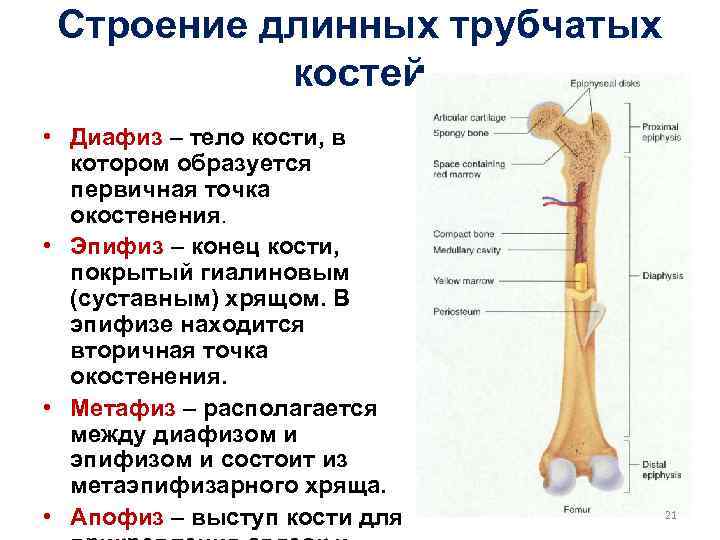 Схема длинной трубчатой кости взрослого человека и ребенка рентген