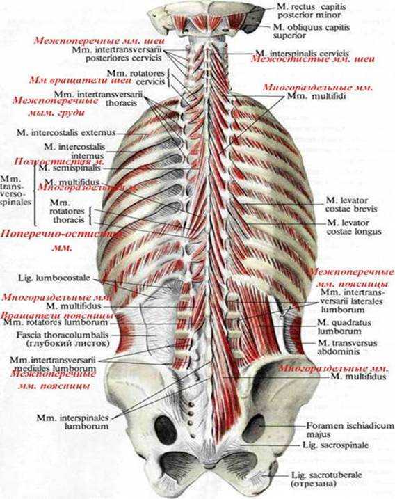Анатомия грудных мышц. строение и основные функции