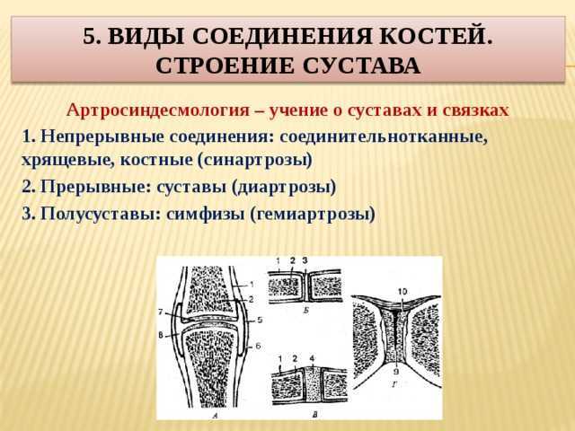 Система соединений костей. атлас: анатомия и физиология человека. полное практическое пособие