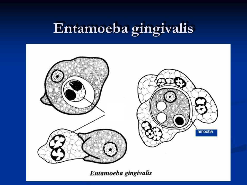 Цикл дизентерийной амебы. Entamoeba histolytica жизненный цикл. Entamoeba gingivalis жизненный цикл. Кишечная и дизентерийная амеба. Жизненные формы амебы