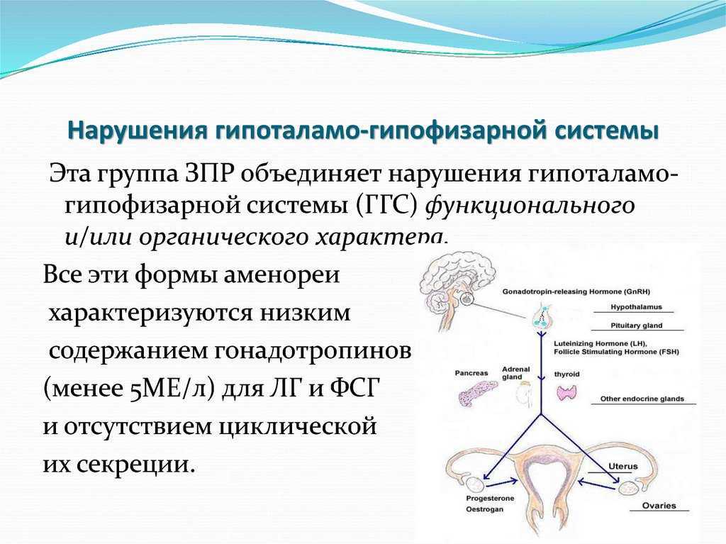 Основы иерархии гормонов в организме человека :: polismed.com