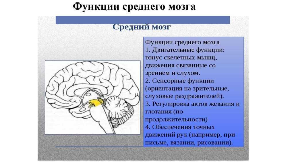 Средний мозг функции. Поражение среднего мозга. Средний мозг анатомия. Средний мозг рефлексы. Функции среднего мозга таблица