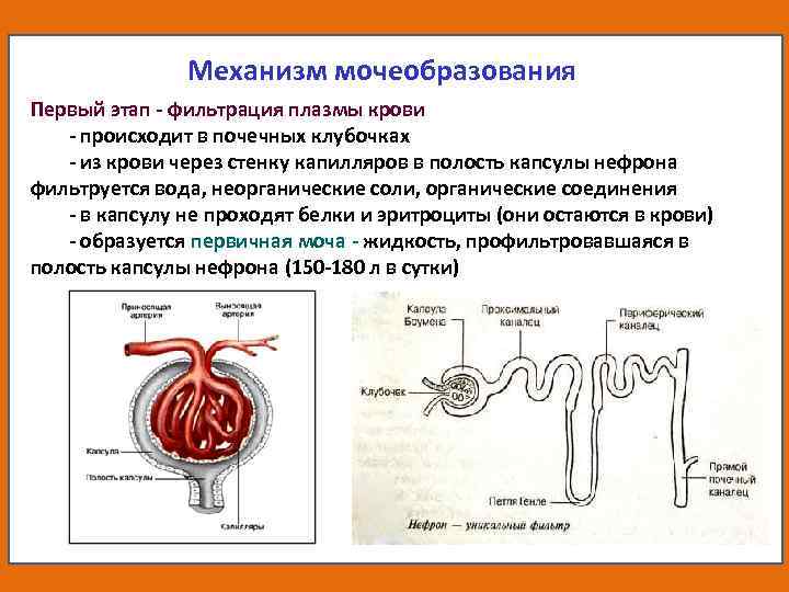 Схема движения мочи