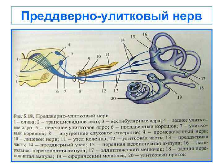 Преддверно-улитковый нерв - вики