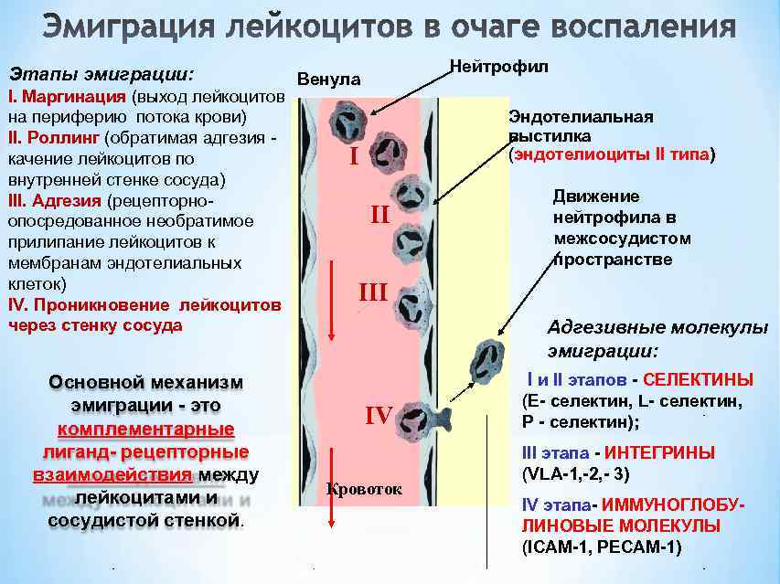 Лейкопения что это, низкие лейкоциты в крови при онкологии – симптомы и причины лейкопении у взрослых | клиники «евроонко»