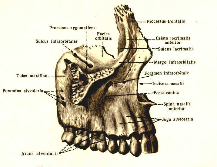 Бугор верхней челюсти анатомия. Анатомические образование верхней Челлюсти. Альвеолярный отросток верхней челюсти анатомия. Верхнечелюстной отросток верхней челюсти. Полная гребня