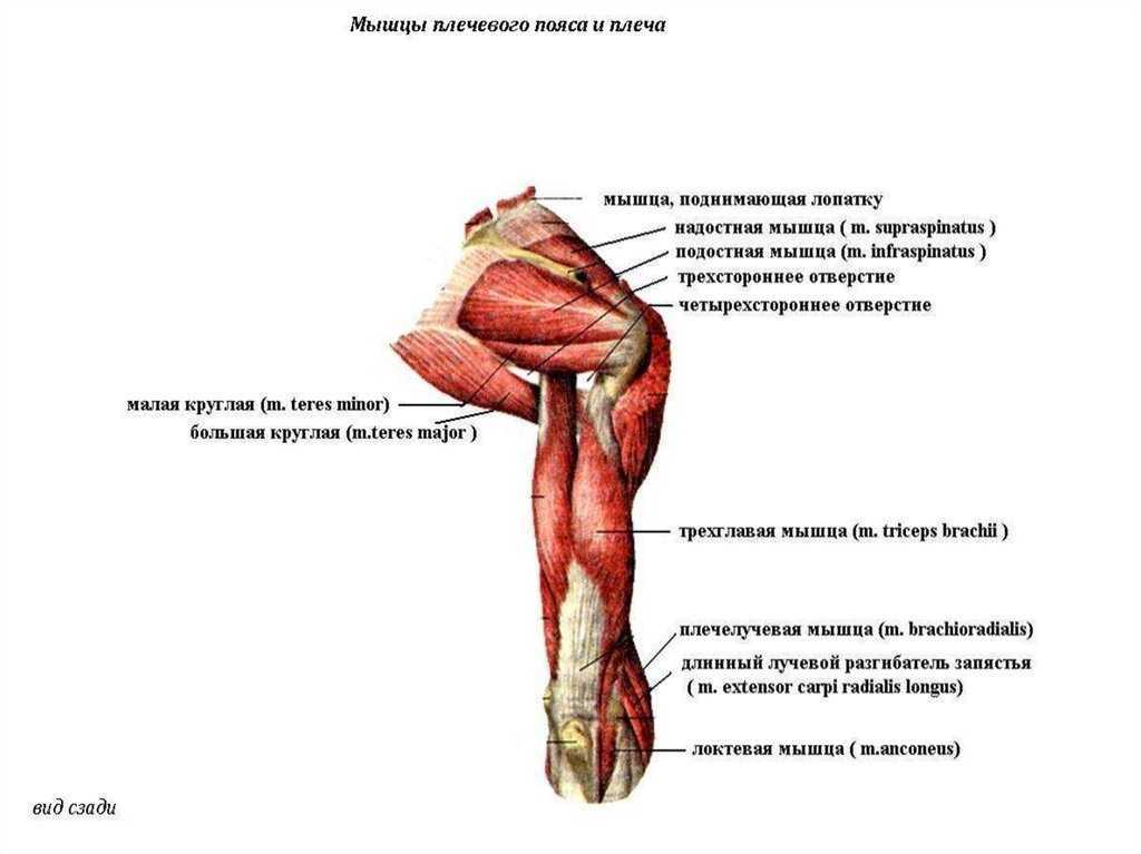 Мышцы плечевого пояса презентация