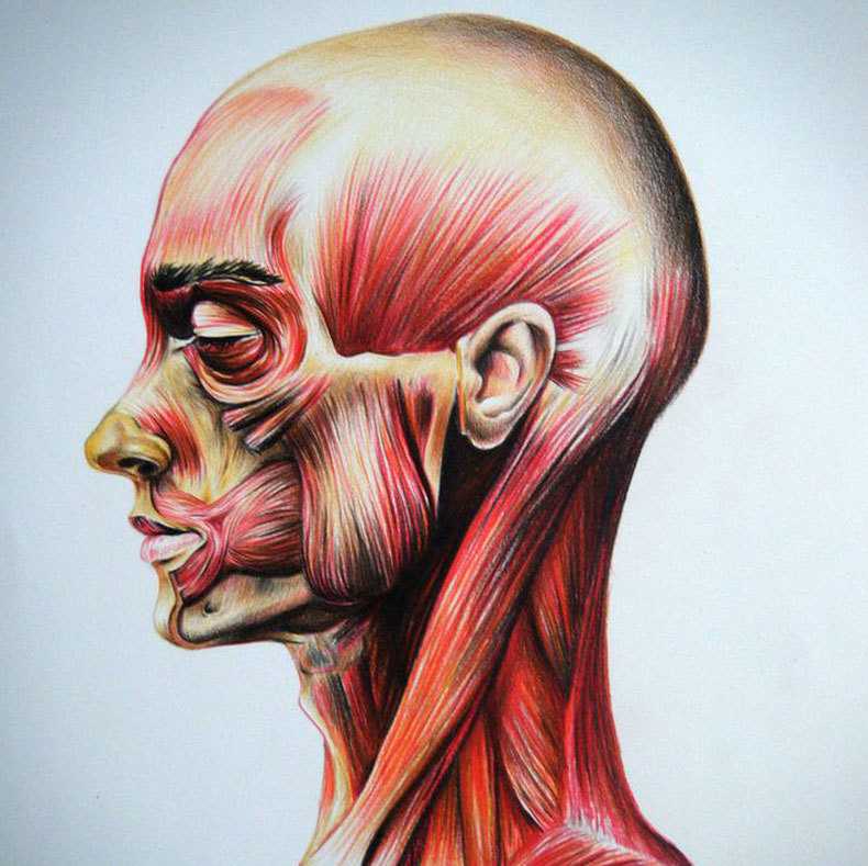 Мышцы головы человека