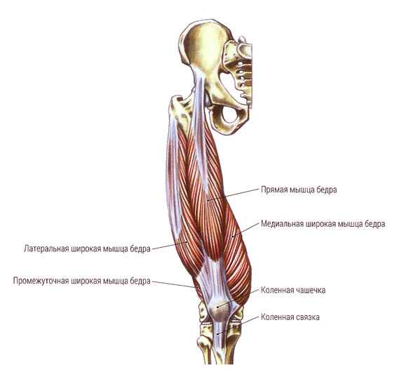 Четырехглавая мышца бедра где находится фото