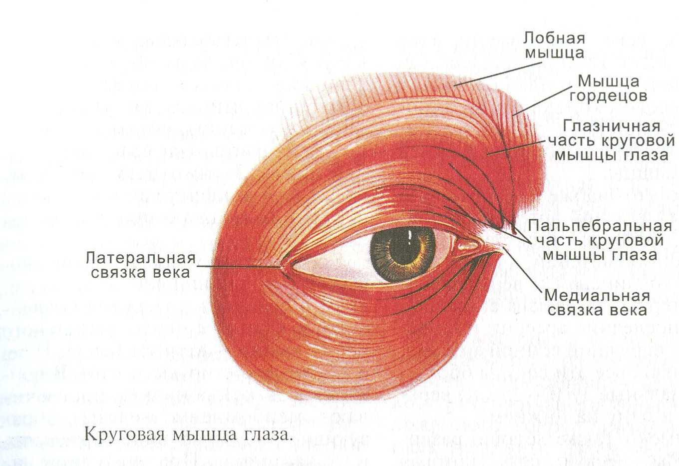 Строение глаза человека