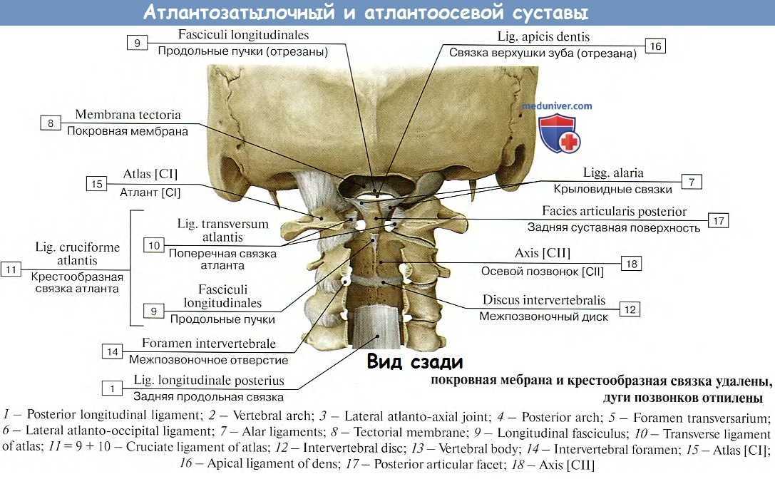 Соединения между затылочной костью. Атлантозатылочный и атлантоосевой суставы. Связки атланто затылочного сустава. Атланто осевой и атланто затылочный сустав. Атланто затылочный сустав латынь.