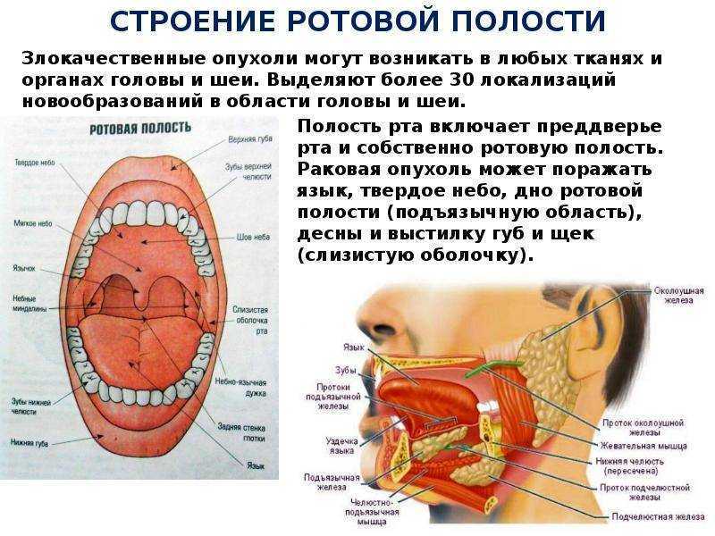 Схема ротовой полости человека