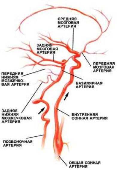 Сужение правой артерии. Брахиоцефальные артерии схема. Артерии бца анатомия схема. Бца анатомия сосуды. Внутренняя Сонная артерия схема.