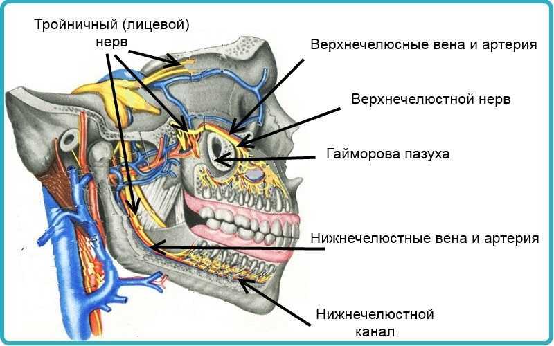 Лицевой нерв челюсти. Тройничный нерв анатомия схема. Анатомия человека тройничный нерв. Верхнечелюстной нерв тройничного нерва. Верхнечелюстной тройничный нерв анатомия.