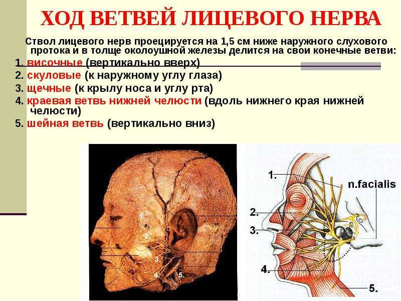 Лицевой нерв анатомия схема на лице