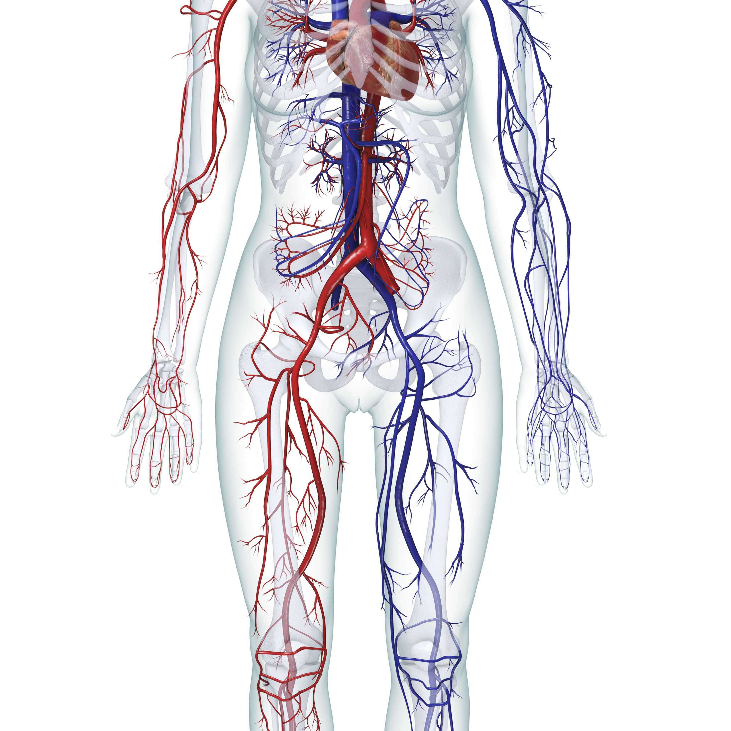 Анатомия брахиоцефальный артерий – узи в красноярске