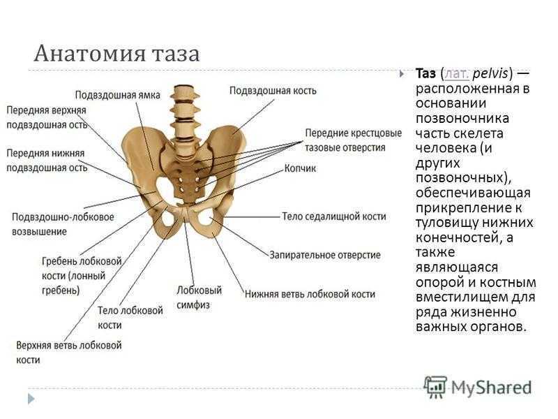 Подвздошная кость находится. Таз анатомия строение седалищная кость. Анатомические структуры тазовой кости. Таз женщины анатомия строение и функции.