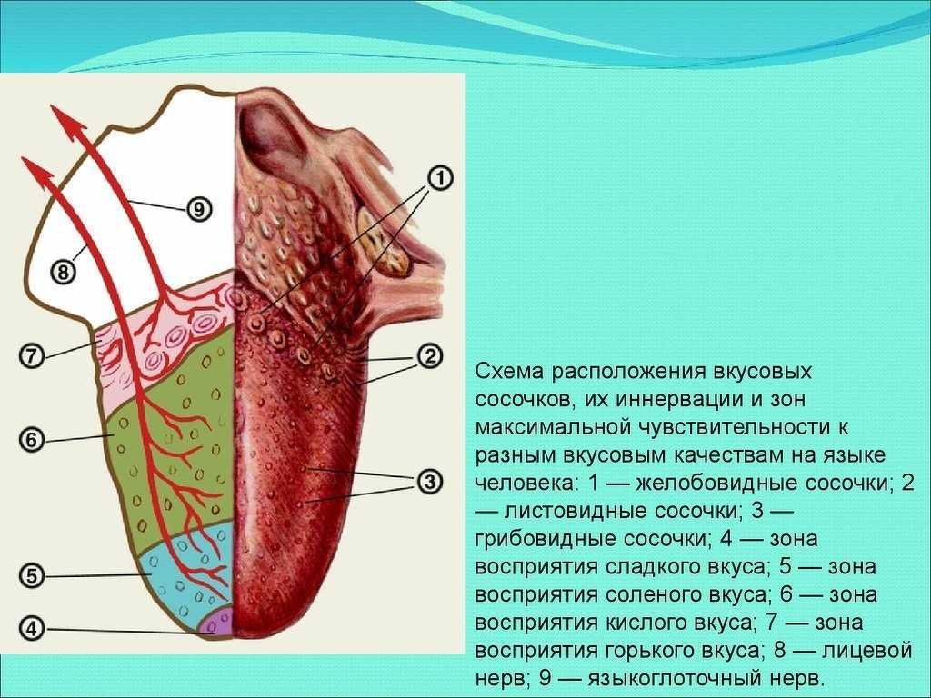 Строение языка человека (фото): о чем говорит цвет корня и спинки этого органа? | spacream.ru