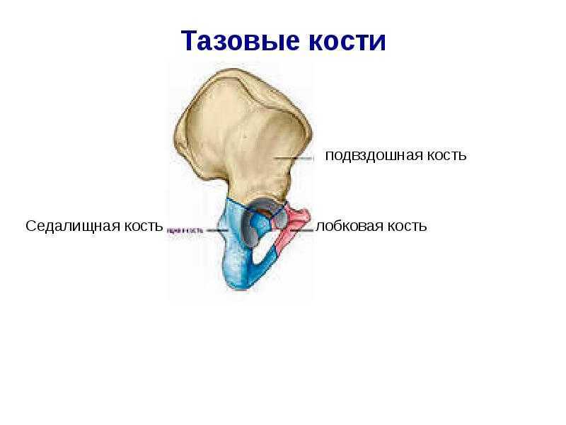 Подвздошная кость где находится фото