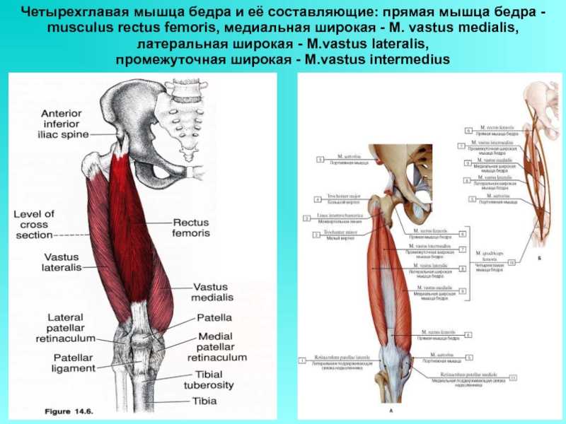 Где находится четырехглавая мышца бедра у человека фото