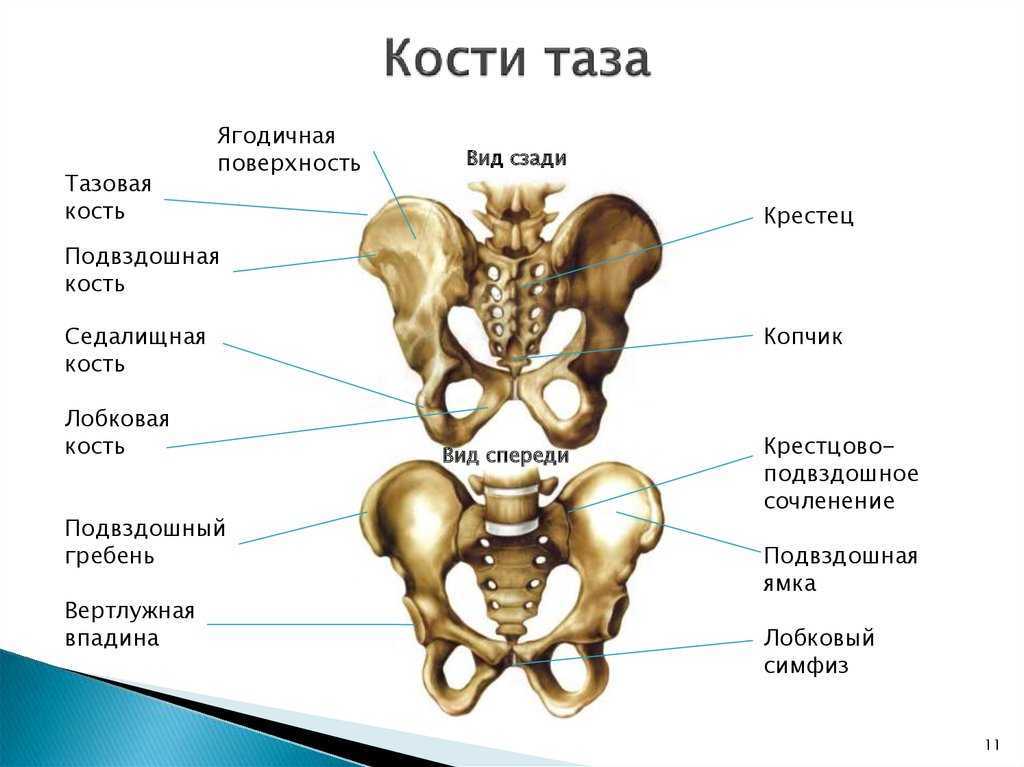 Самая маленькая кость у человека где находится. Кости таза спереди как называются. Тазовая кость строение на скелете.