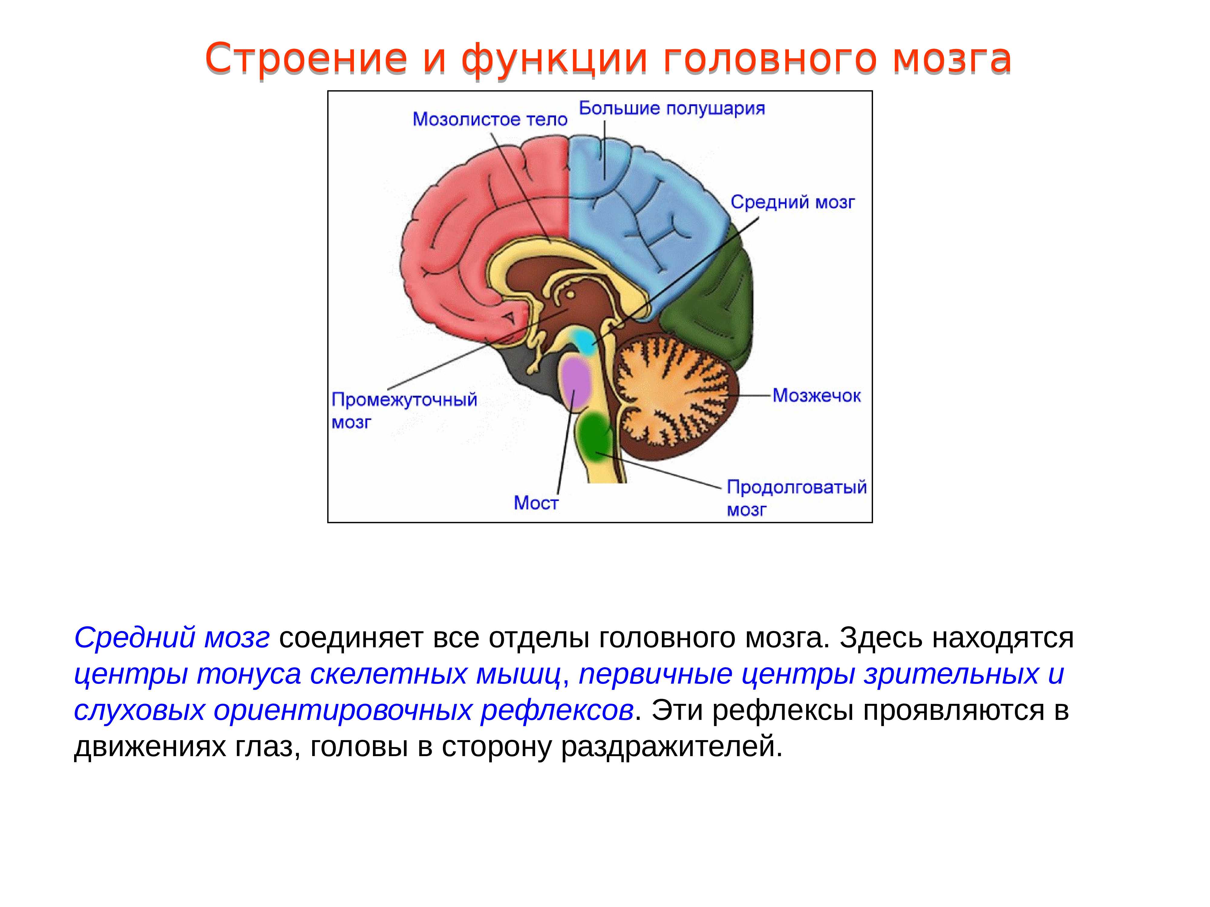 Центры рефлексов переднего мозга. Отделы среднего мозга и их функции. Центры ориентировочных зрительных и слуховых рефлексов. Отделы среднего мозга анатомия. Отдел головного мозга средний мозг строение.
