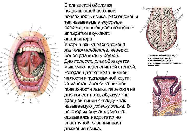 Строение языка человека схема с описанием и фото