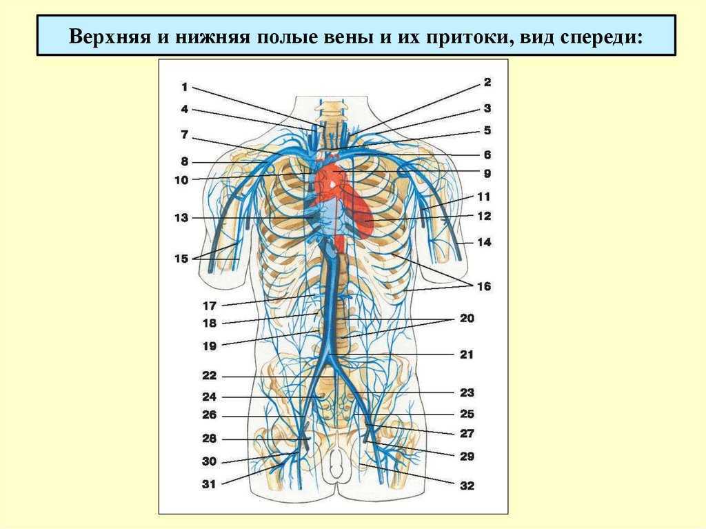 Нижняя полая вена в какой полости. Верхняя и нижняя полые вены анатомия.