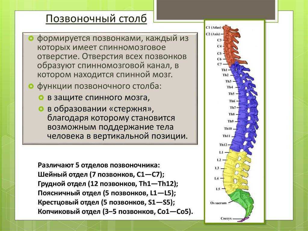 Отделы позвоночника человека схема