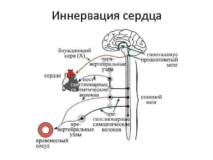 Строение ⚠️ сердца человека: его функции, схема и описание, круги кровообращения