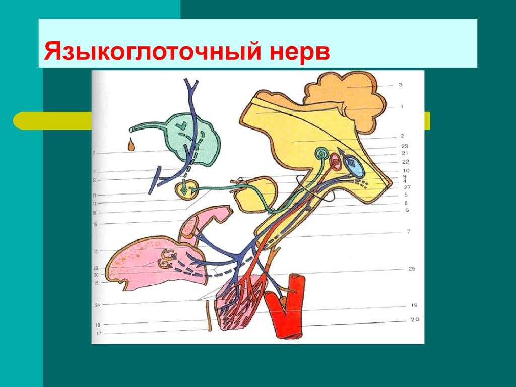 Языкоглоточный нерв — большая медицинская энциклопедия