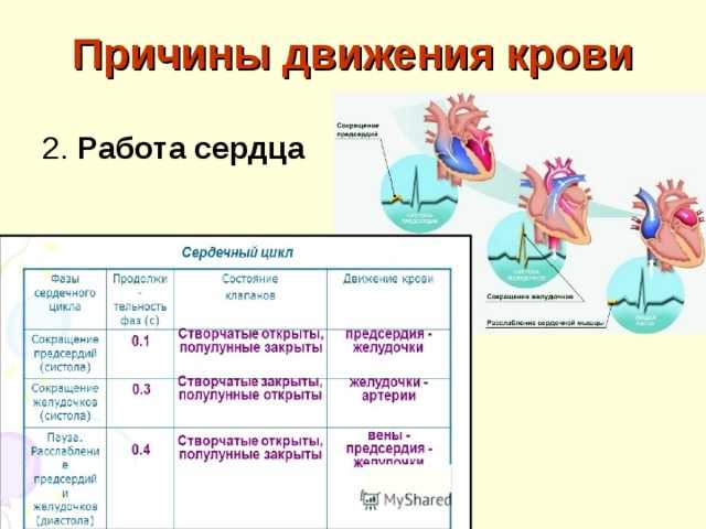 Движение крови по сосудам 8 класс биология. Причины движения крови по артериям. Причины движения крови по сосудам. Движение крови по сосудам таблица.