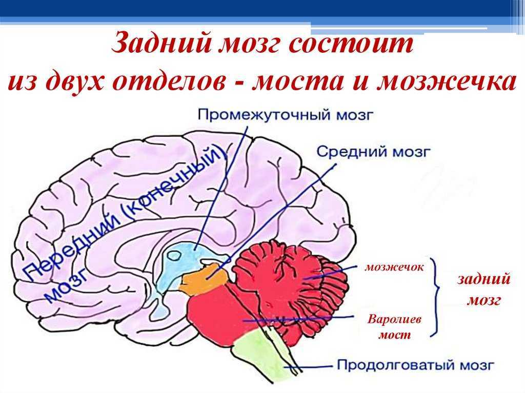 Головного мозга на ранних. Задний мозг мост и мозжечок строение и функции. Строение задних отделов головного мозга. Строение головного мозга задний мозг. Отделы мозга варолиев мост.