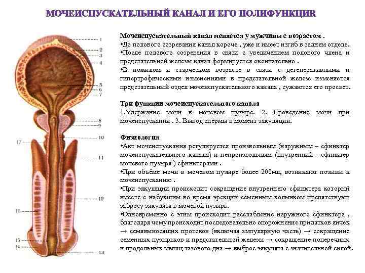 Уретрит у мужчин, анализы и лечение