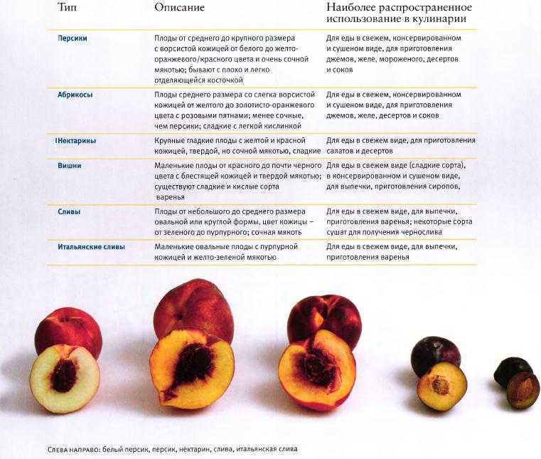 Давать плоды результаты. Схема классификации косточковых плодов вишня. Сколько весит 1 слива без косточки. Таблица косточковые плоды. Сорт абрикос для косточек.