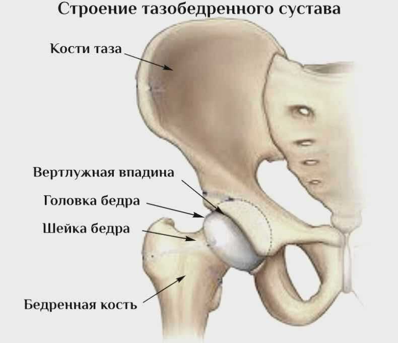 Большая подвздошная кость. Строение костей тазобедренного сустава. Вертлужная кость тазобедренного сустава. Тазобедренный сустав анатомия строение. Вертлужная впадина строение анатомия.