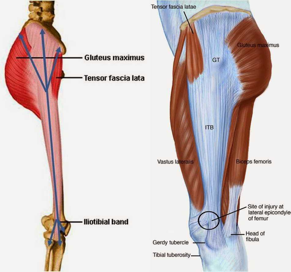 Широкая фасция бедра. Тензор широкой фасции бедра. Tensor fasciae Latae мышца. Musculus Tensor fasciae Latae. Напрягатель широкой фасции бедра анатомия.