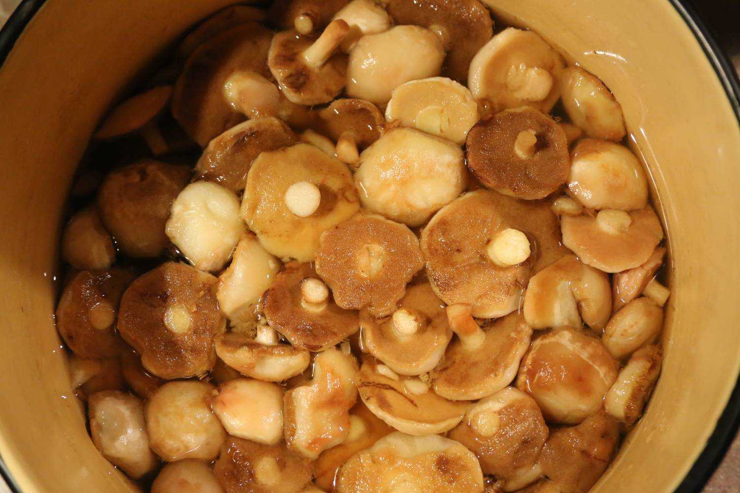 Нужно мыть грибы. Маслята грибы вареные. Свеженькие маслята. Замоченные грибы. Гриб для замачивания.