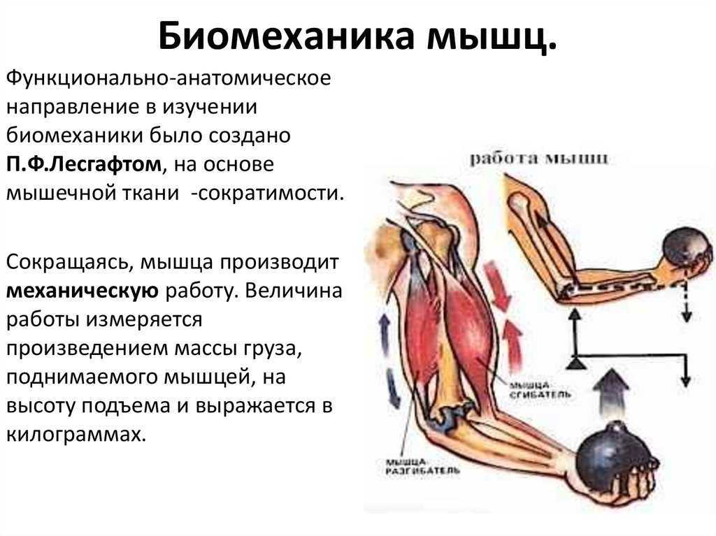 3.3. рост и работа мышц. возрастная анатомия и физиология.